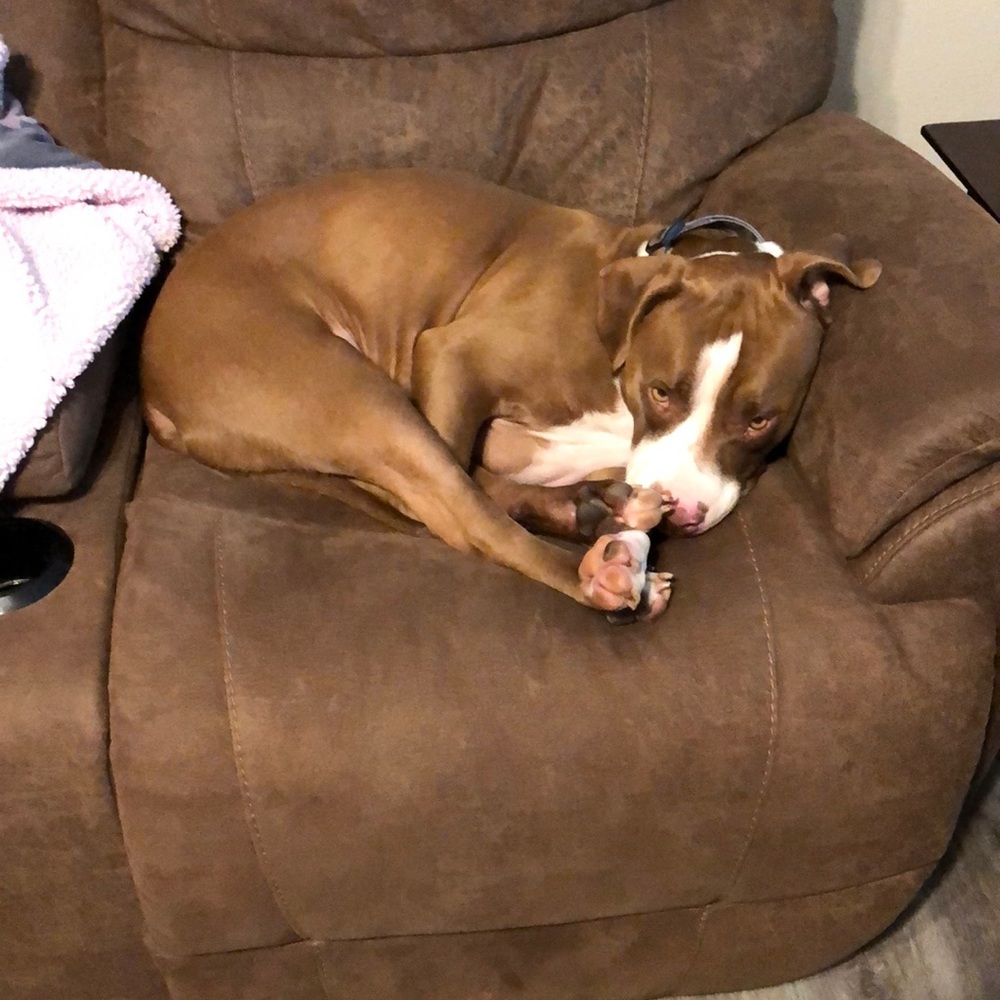 ❤️DOG FRIENDLY HOME❤️